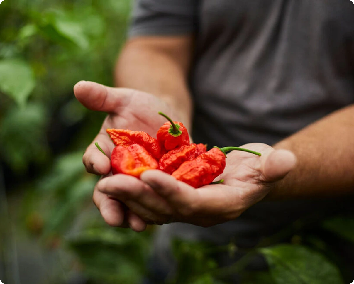 Pimenterie Production